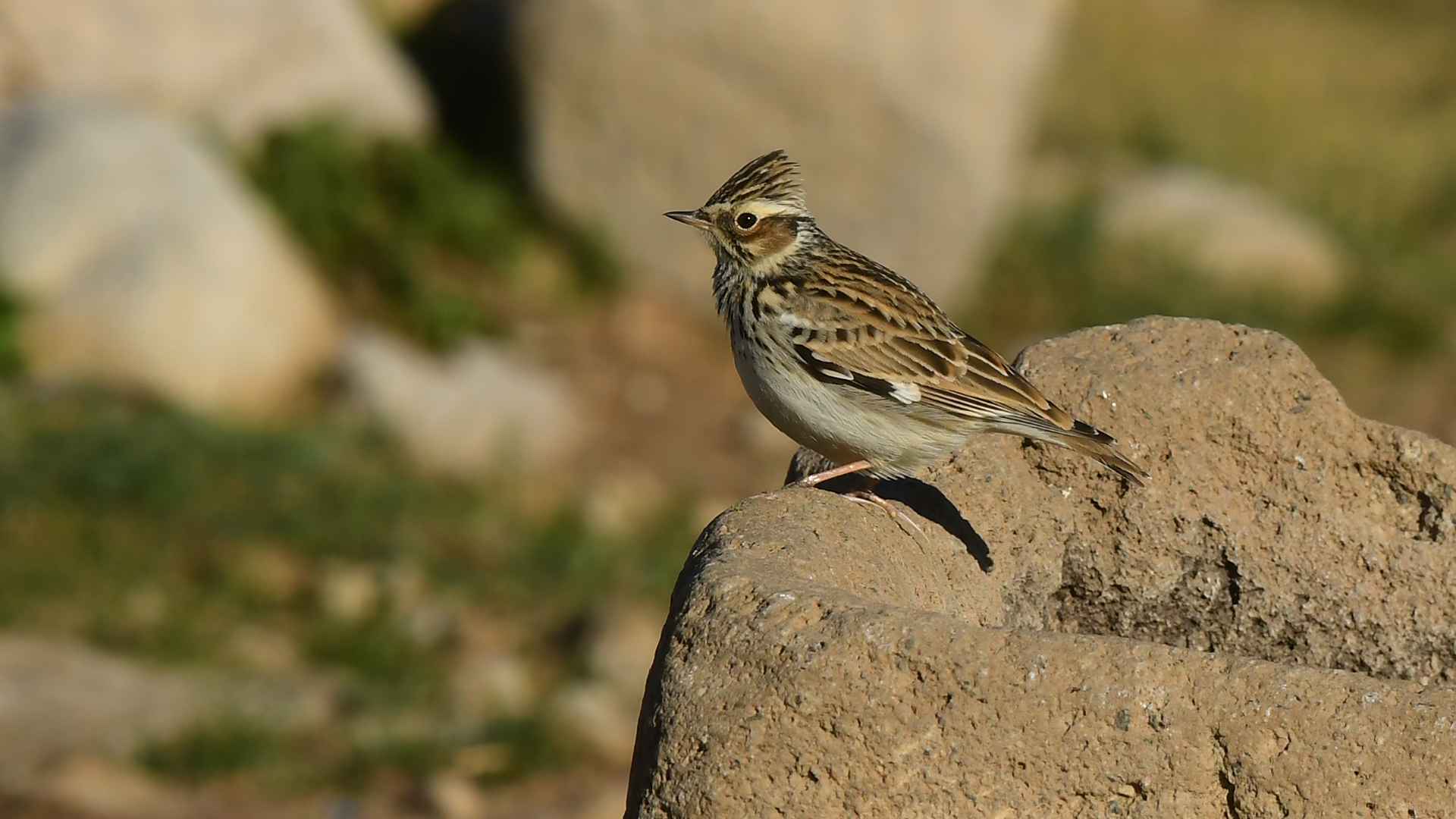 Wood Lark